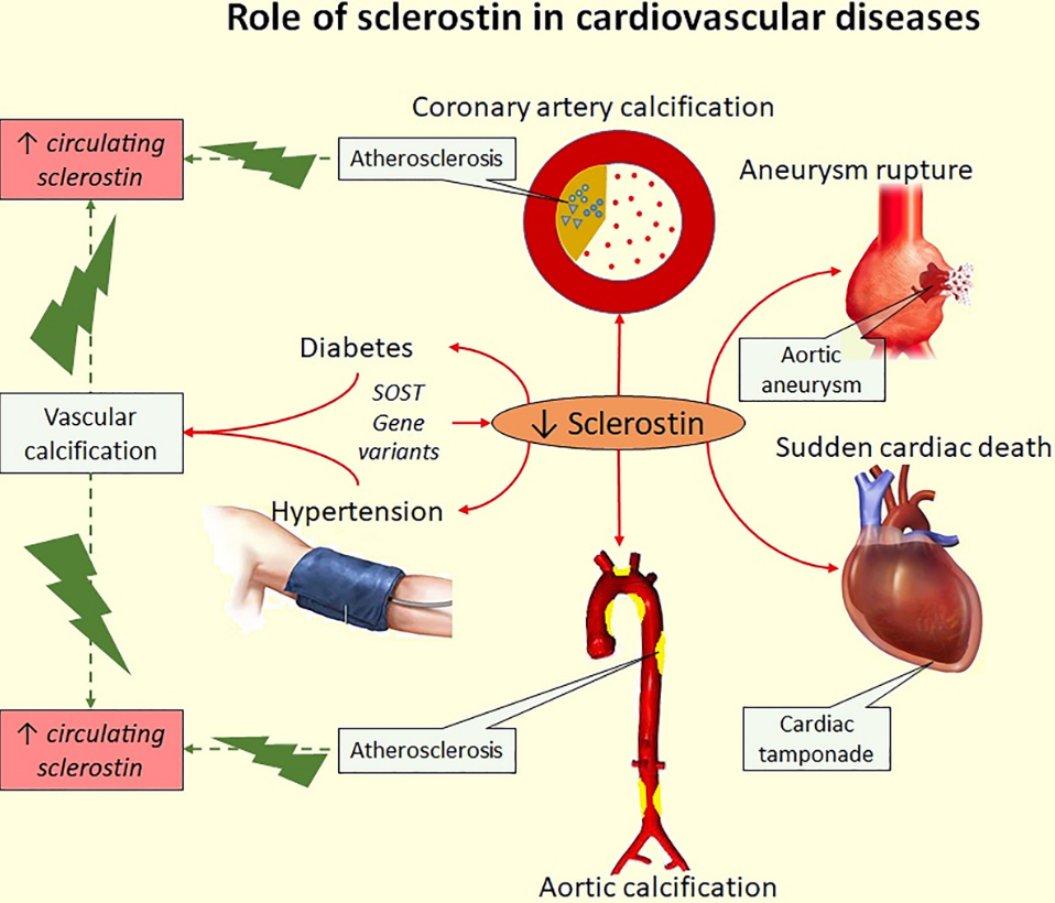 SOST細胞篩選模型