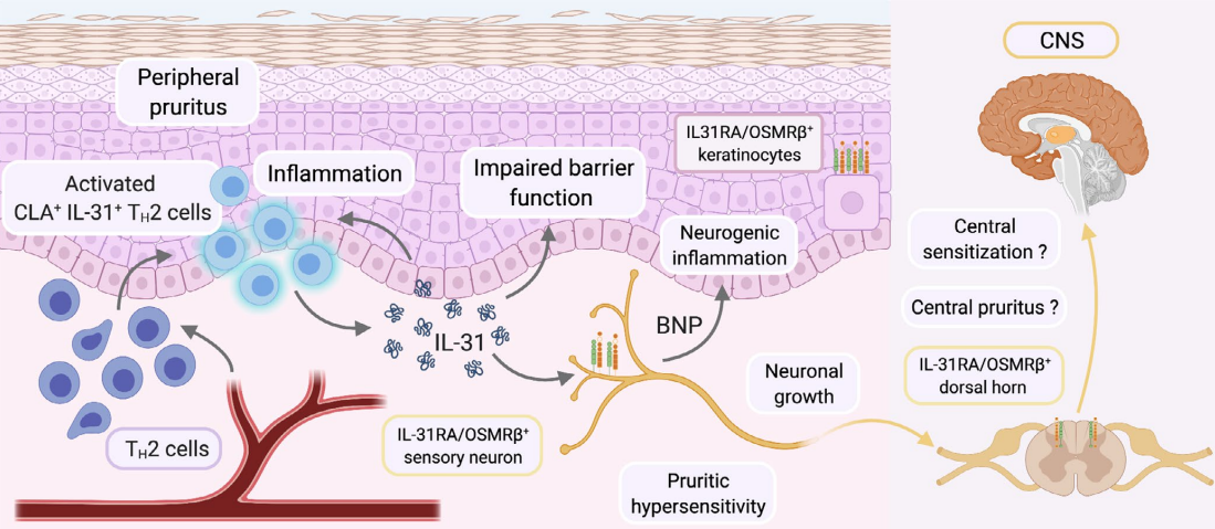Canine IL-31細胞篩選模型