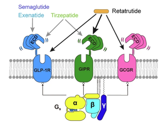 GLP-1R、GCGR、GIPR多靶點(diǎn)激動(dòng)劑與代謝疾病